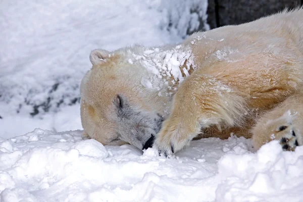 stock image Polar-bear