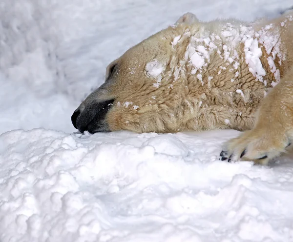 stock image Polar-bear