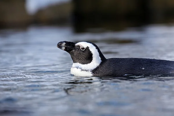 cüce penguen