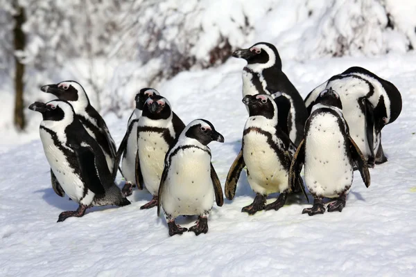 ドワーフのペンギン ストック写真