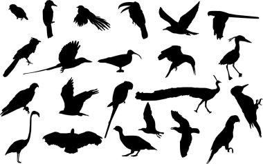 Various birds silhouettes clipart