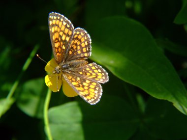 butterfly bahçesinde