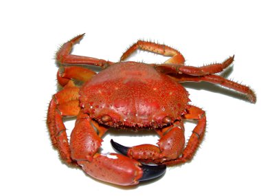 Red crab clipart