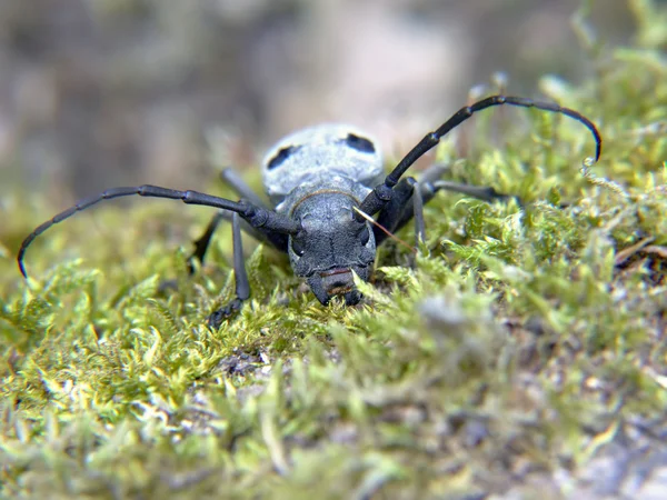 Gros bug effrayant — Photo
