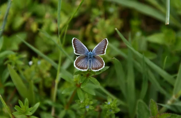 stock image Butterfly on the grass