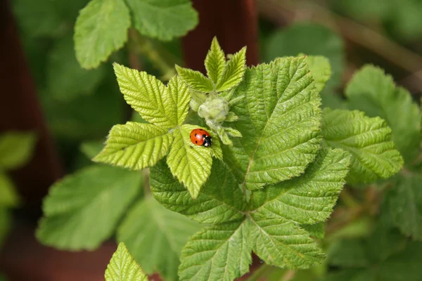 stock image Lady bug