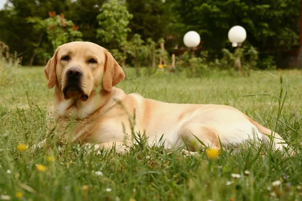 草が茂った草原のラブラドル ・ レトリーバー犬 — ストック写真