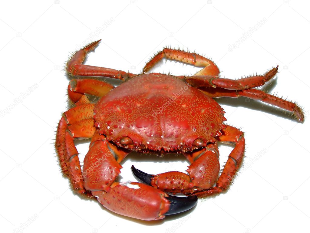 一只鲜红色的螃蟹海洋动物6486648矢量图片免抠素材 - 设计盒子