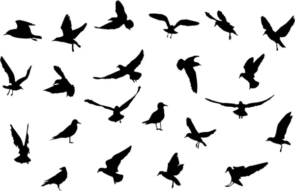 Силуэты птиц — стоковый вектор
