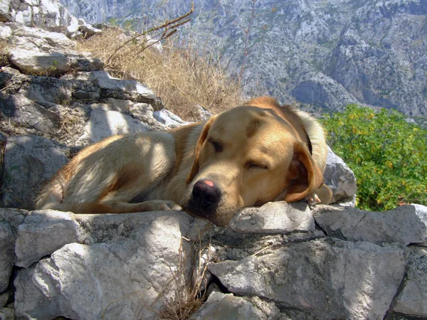 Labrador retriever pupy sover — Stockfoto
