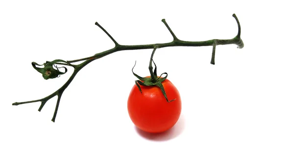 Tomate avec une branche — Photo