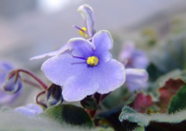 Menekşe çiçek (viola odorata)