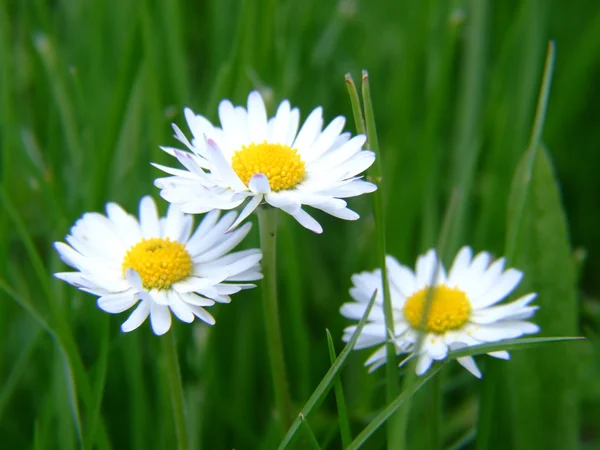 stock image Meadow flowers