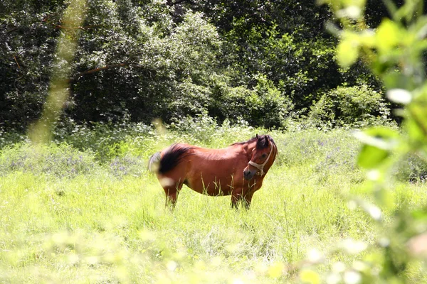 Stock image Horse on a meadow