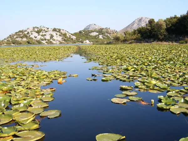 Scadar lake och vatten lilly — Stockfoto