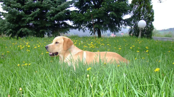 Hund om i gräset — Stockfoto