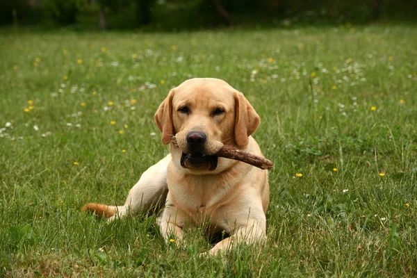 Labrador leker med en träpinne — Stockfoto