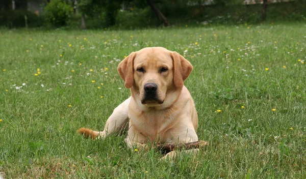 Labrador playing with wooden stick — Stock Photo, Image