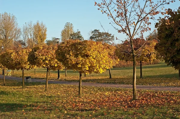 秋の公園、路地 — ストック写真