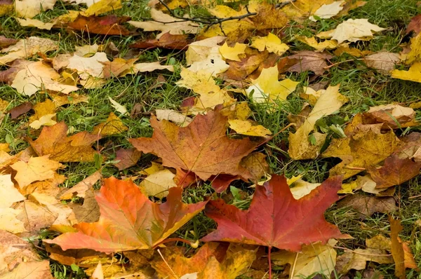 Stock image Autumn leaves in Poland