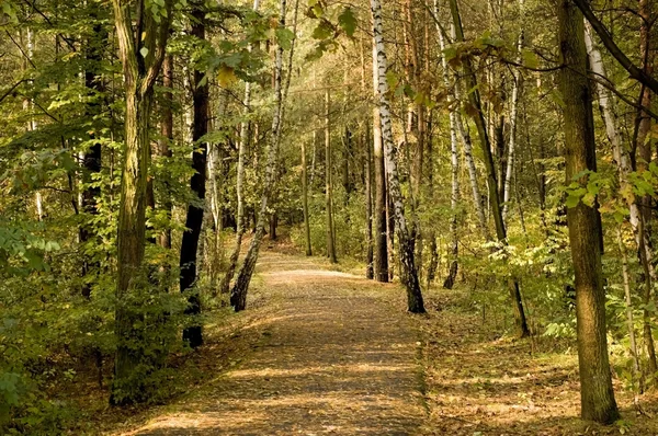 stock image Fall park,alley