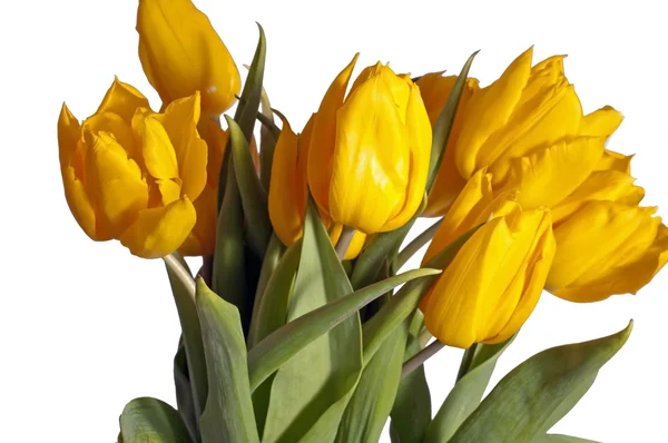 Manojo de tulipanes amarillos —  Fotos de Stock