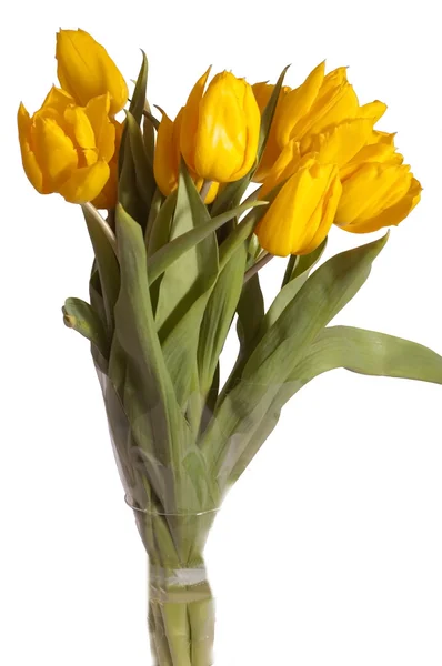 Manojo de tulipanes amarillos — Foto de Stock