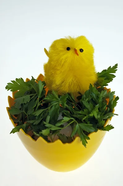 Easter chickens in the egg — Stock Photo, Image