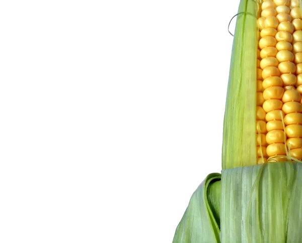 Maïs geïsoleerd op witte achtergrondkleur — Stockfoto