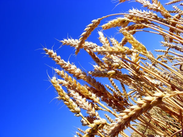 Золоті пшеничні вуха перед врожаєм — стокове фото