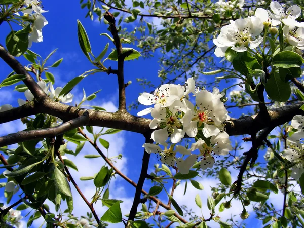 Våren träd blommar — Stockfoto