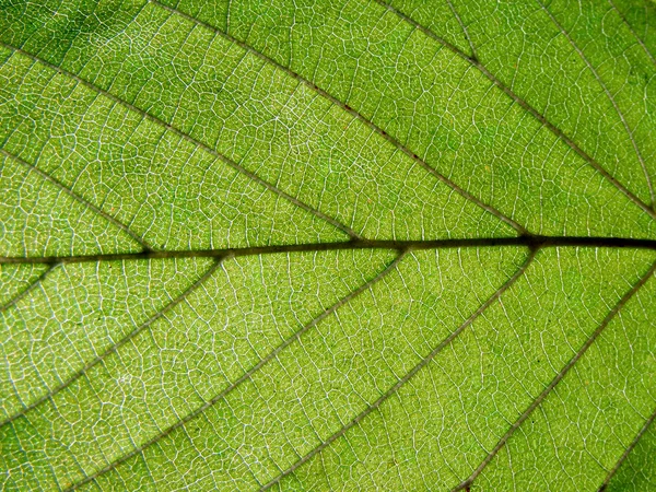 stock image Leaf Detail