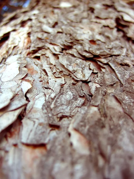 松の樹皮 — ストック写真