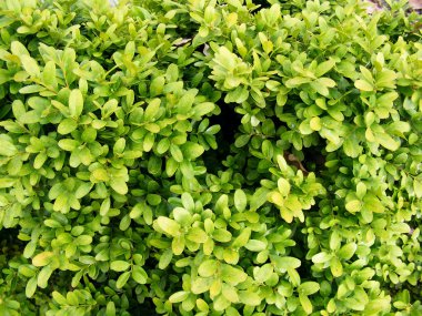 Buxus Sempervireus clipart