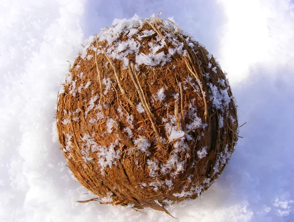 Coco nut in the snow — Stock Photo, Image