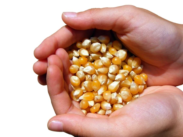Manos con maíz —  Fotos de Stock
