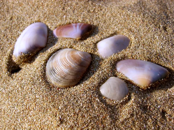 Mussles — Stock Photo, Image