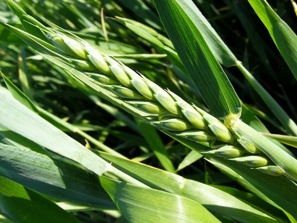 Zelená pšenice ucho — Stock fotografie