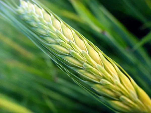 Зелена пшениця вухо — стокове фото