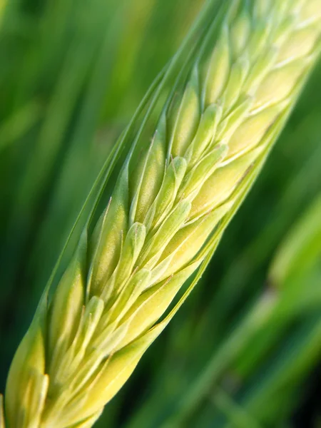Espiga de trigo verde — Foto de Stock