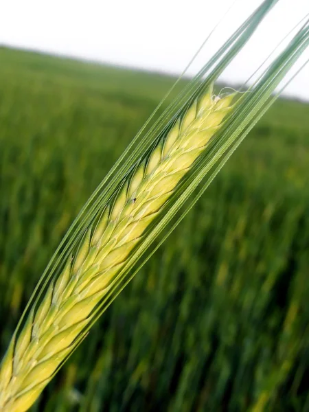 Зеленое пшеничное ухо — стоковое фото