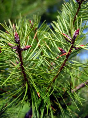 Alder ağacı