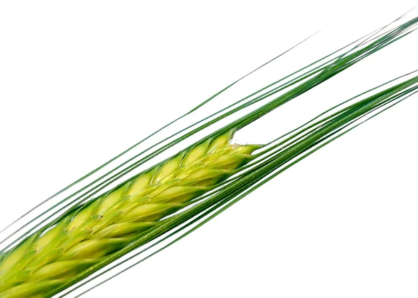 Orelhas de trigo — Fotografia de Stock