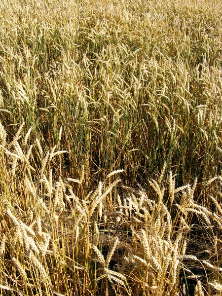 Golden Wheat Ears — Stock Photo, Image