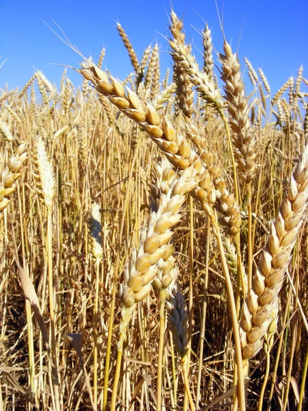 Золотий Пшеничні колоски — стокове фото