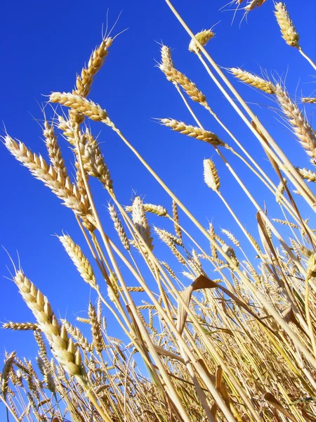 Orelhas de trigo dourado antes da colheita — Fotografia de Stock