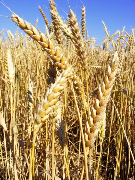 Hojas de trigo dorado —  Fotos de Stock
