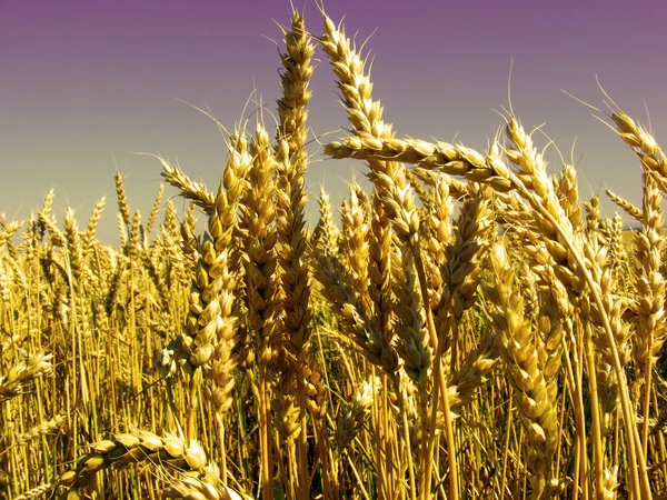 Altın buğday kulak - soyut — Stok fotoğraf