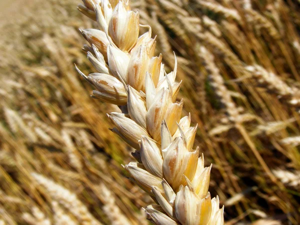 Uszy pszenicy złotej — Zdjęcie stockowe