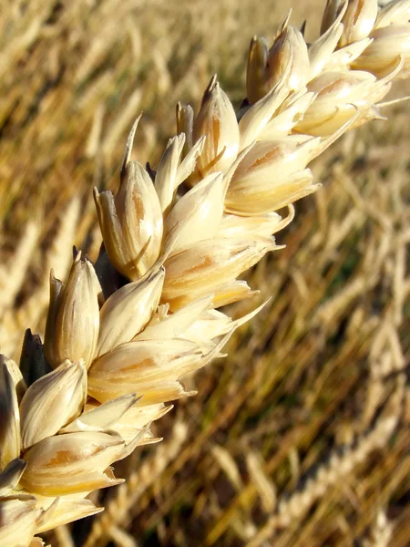Пшениця золота вухо — стокове фото